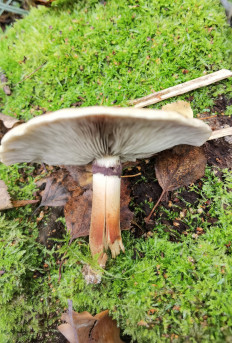 Гриб из Москва