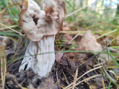 Helvella crispa - Лопастник курчавый