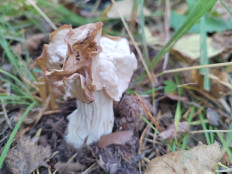 Helvella crispa - Лопастник курчавый