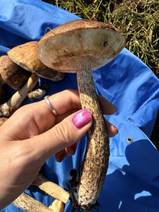 Гриб из Сергиев-Посад