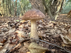 Гриб из Сергиев-Посад