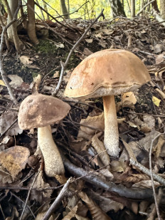 Гриб из Сергиев-Посад