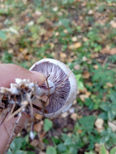 Гриб из Пермь