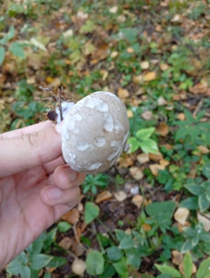 Гриб из Пермь