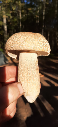 Гриб из Нижний Новгород