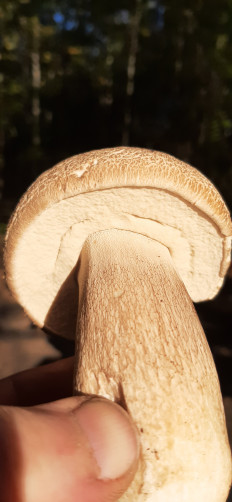 Гриб из Нижний Новгород