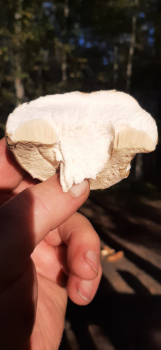 Гриб из Нижний Новгород