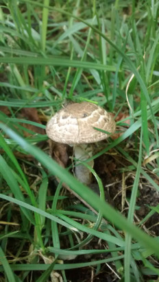 Гриб из Zhezkazgan