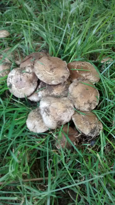 Гриб из Zhezkazgan