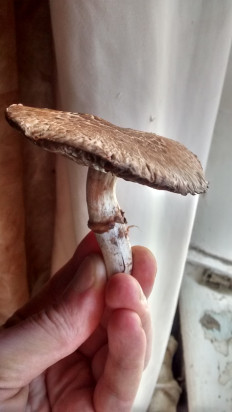 Гриб из Zhezkazgan