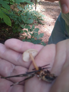 Гриб из Кисловодск