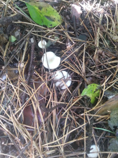 Гриб из Кисловодск