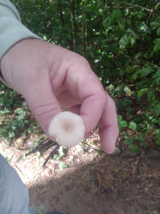 Гриб из Кисловодск