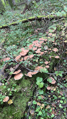 Гриб из Одинцовский район, Московская область