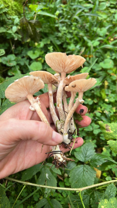 Гриб из Одинцовский район, Московская область