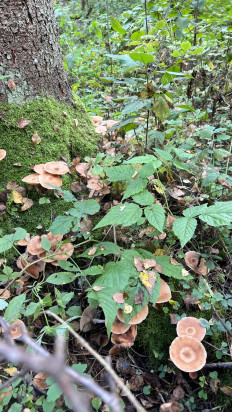 Гриб из Одинцовский район, Московская область