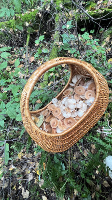 Гриб из Одинцовский район, Московская область