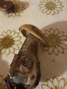 Гриб из Белогорск