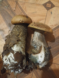 Гриб из Белогорск