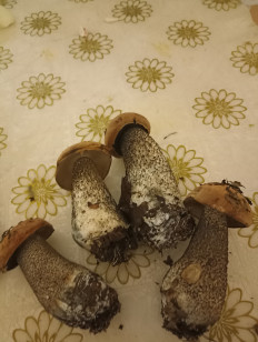 Гриб из Белогорск