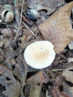 Гриб из Киев