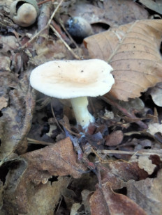 Гриб из Киев