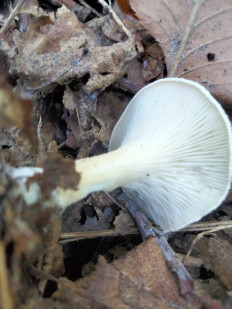 Гриб из Киев