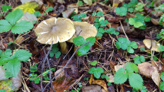 Гриб из Москва