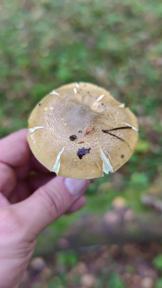 Гриб из Москва