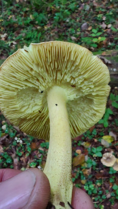 Гриб из Москва