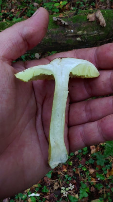 Гриб из Москва