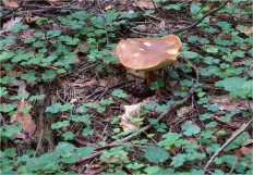 Польский гриб