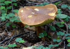 Польский гриб