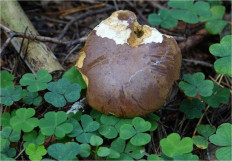 Польский гриб