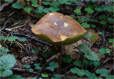 Польский гриб