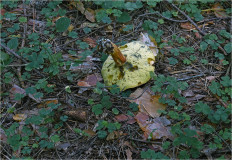 Польский гриб