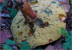 Польский гриб