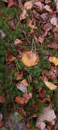 Гриб из Балашиха