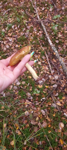 Гриб из Балашиха