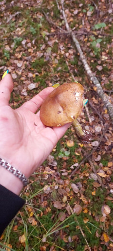 Гриб из Балашиха