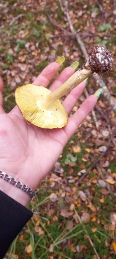 Гриб из Балашиха