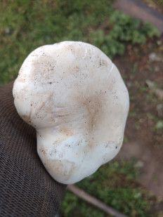 Рядовка лиловоногая