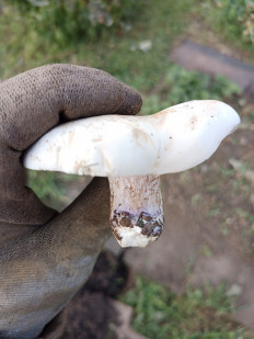 Рядовка лиловоногая