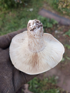 Рядовка лиловоногая