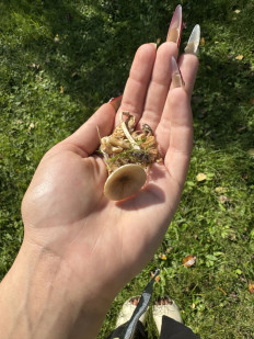 Гриб из Брест