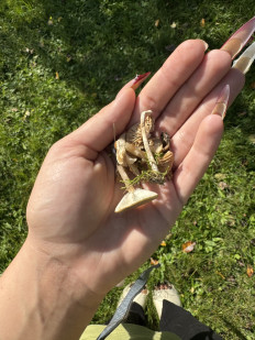 Гриб из Брест