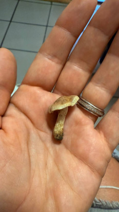 Гриб из Брест