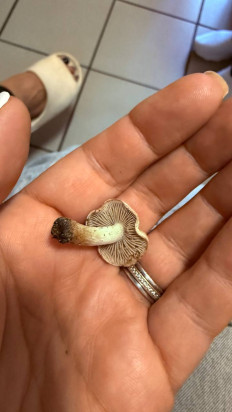 Гриб из Брест