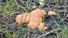 Гриб из Калининград