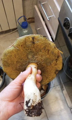 Гриб из Петрозаводск